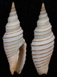 Subcancilla calodinota