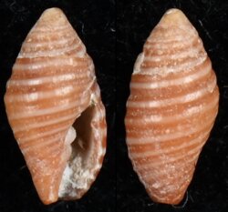 Pseudonebularia pedicula