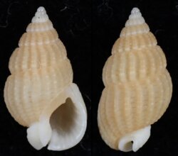 Reticunassa visayaensis