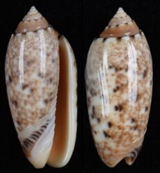 Oliva mantichora