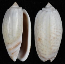 Oliva bulbosa fma inflata