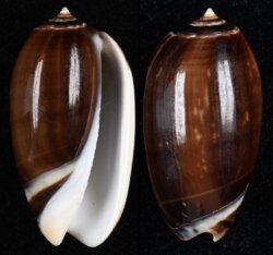 Oliva tigrina fma fallax