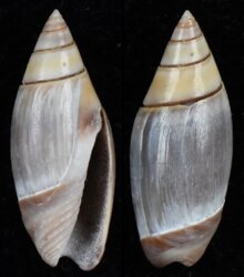 Olivella volutella