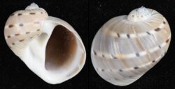 Quantonatica alapapilionis