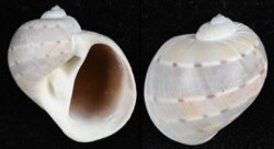 Quantonatica alapapilionis