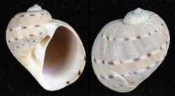 Quantonatica alapapilionis