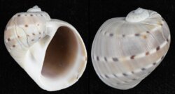 Quantonatica alapapilionis