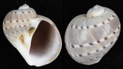 Quantonatica alapapilionis