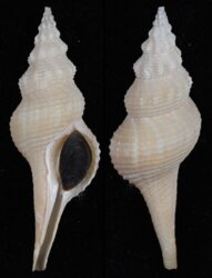 Afer pseudofusinus