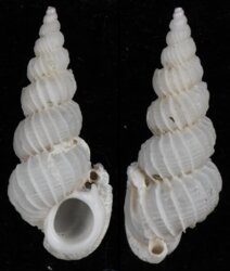 Epitonium sagamiense