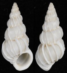 Epitonium pyramidale