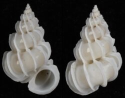 Epitonium sallykaicherae