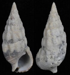 Cerithium guinaicum