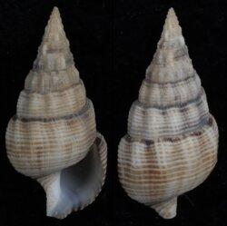 Cerithium guinaicum