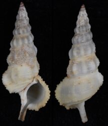 Cerithium citrinum
