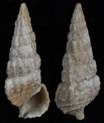 Cerithium species