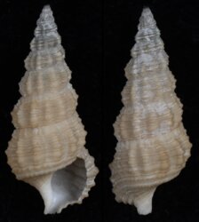 Cerithium species