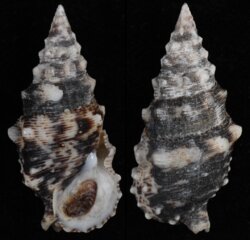 Cerithium maculosum