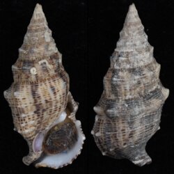 Cerithium maculosum