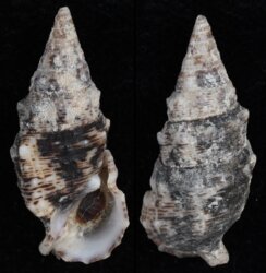 Cerithium maculosum