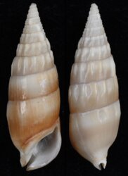 Rhinoclavis vertagus