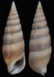 Rhinoclavis vertagus