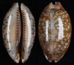 Mauritia scurra occidua