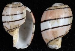 Amplustrum amplustre