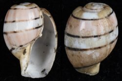 Amplustrum amplustre