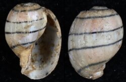 Amplustrum amplustre