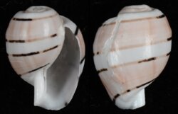 Amplustrum amplustre