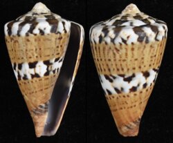 Rhizoconus capitaneus