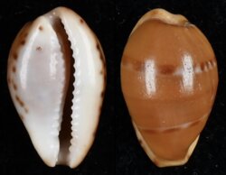 Palmadusta androyensis fma consanguinea