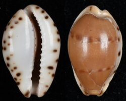 Palmadusta androyensis fma consanguinea