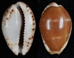 Palmadusta androyensis fma consanguinea