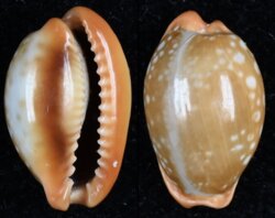 Naria citrina dauphinensis