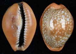 Naria citrina dauphinensis