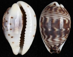 Palmadusta diluculum diluculum