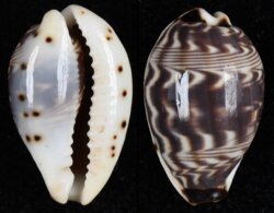 Palmadusta diluculum diluculum