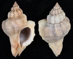 Ocinebrellus inornatus