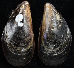 Mytilus galloprovincialis