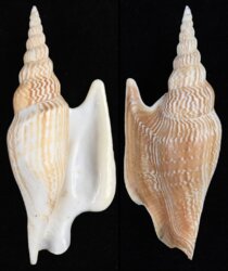 Mirabilistrombus listeri