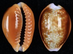 Naria helvola helvola fma argella