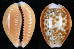 Naria helvola helvola