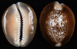 Monetaria caputserpentis