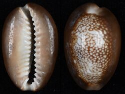 Monetaria caputserpentis