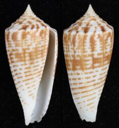 Phasmoconus mucronatus mucronatus