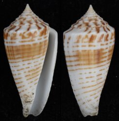 Phasmoconus mucronatus mucronatus