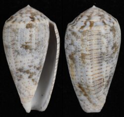 Pionoconus achatinus