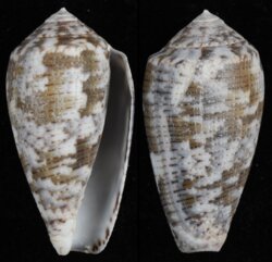 Pionoconus achatinus